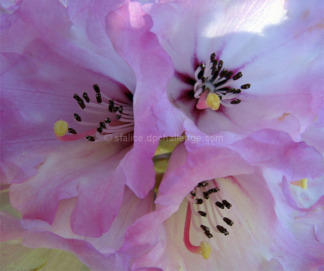 American Rhododendron Society Journal