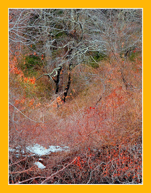 NATIONAL GEOGRAPHIC, North American Woodlands