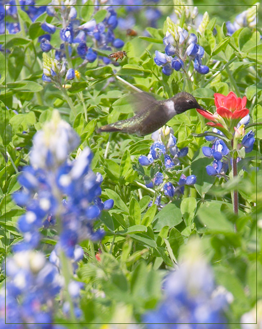 Native Plants