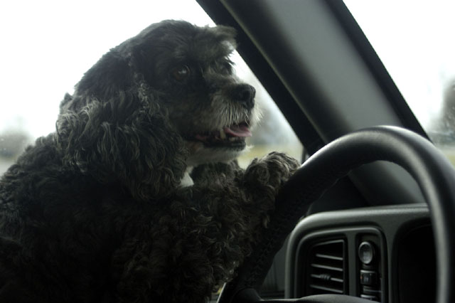 Dog Fancy