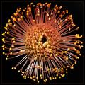 Protea