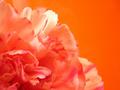 Kool Aide and Carnations