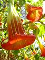 Au Jardin de Renoir