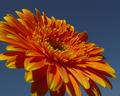 Sunny Gerbera