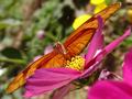 Dryas iulia (Julia)