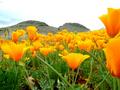 poppys on the mountain