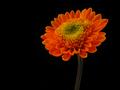 Day Glow Orange Flower: Normal saturation!
