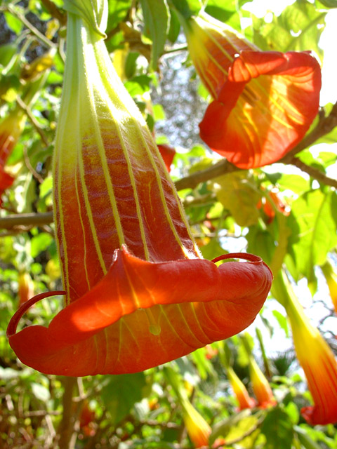 Au Jardin de Renoir