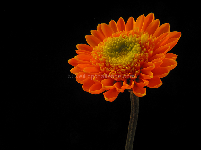 Day Glow Orange Flower: Normal saturation!