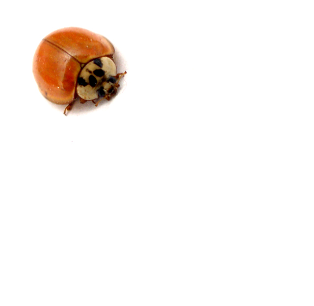Lady Bug