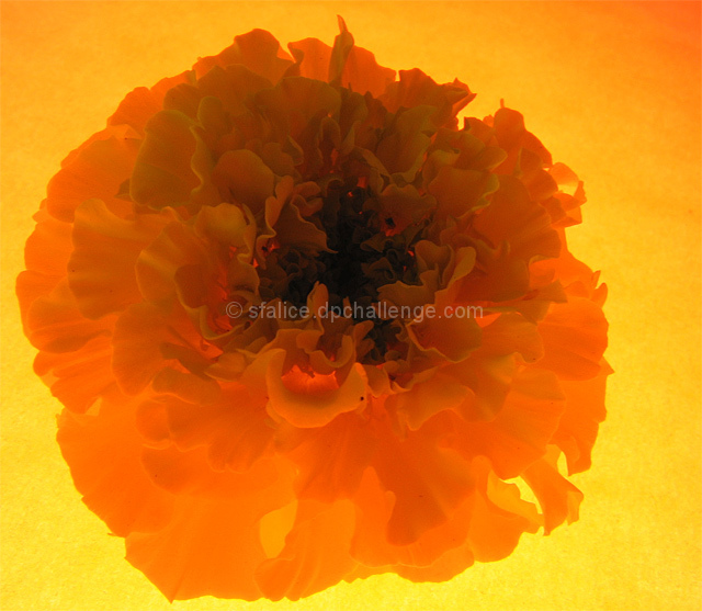 Fiery Marigold