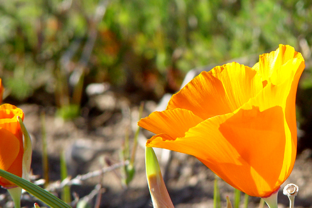 California Poppy