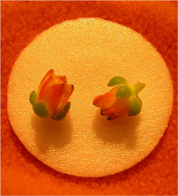 Orange Shapes and Textures