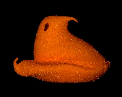 Amberum Peepilarious Edulis (aka, an Orange Peep)