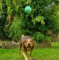 catch the ball