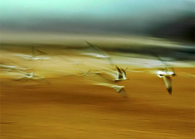 The Race