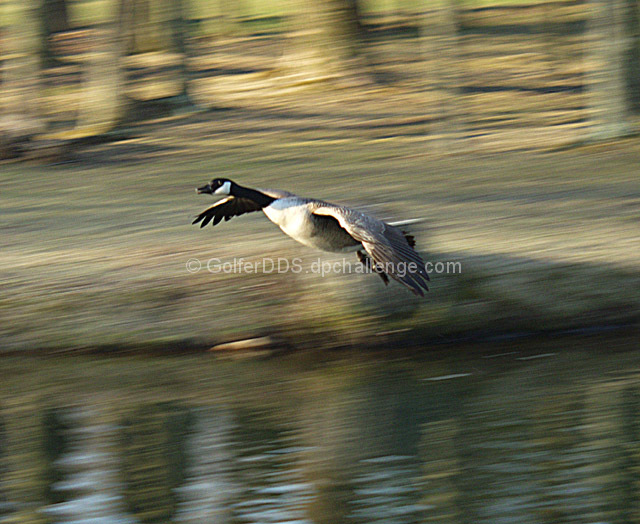 In Flight