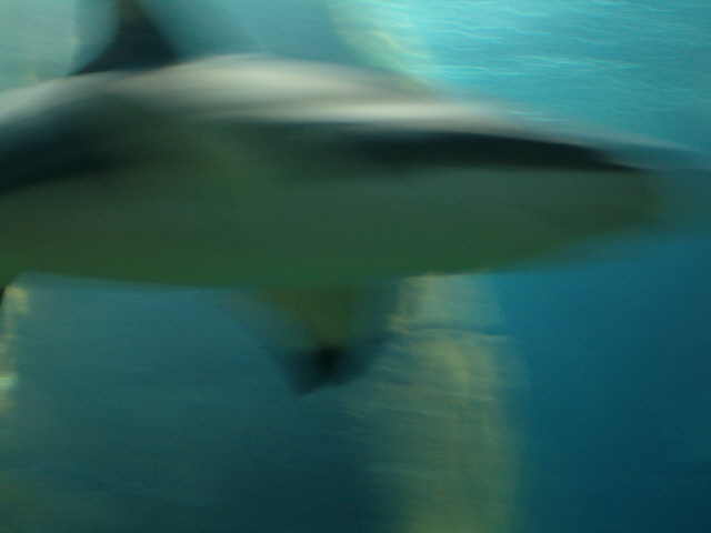 SHARK ! ! !