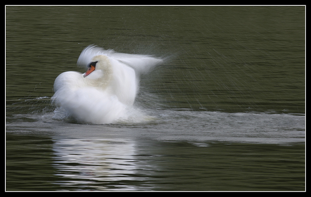 Splashing About !