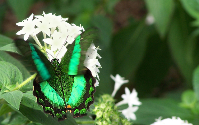 Butterfly landing  (no added blur in PS)