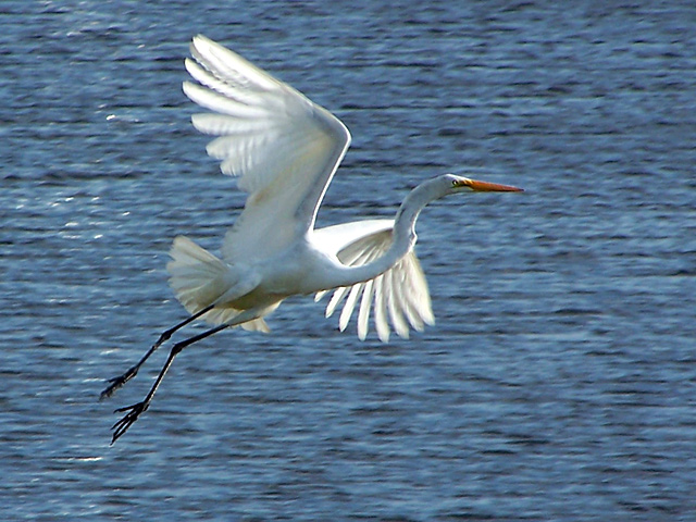 American Egret