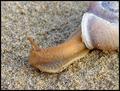 Beach Snail