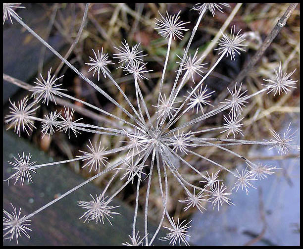   Stars And Stripes In Nature (not on DPC?)