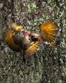Northern Flickers Flickering