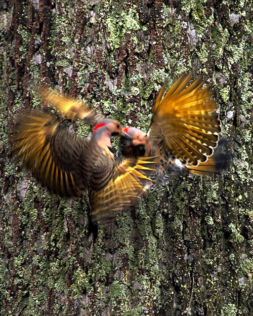 Northern Flickers Flickering