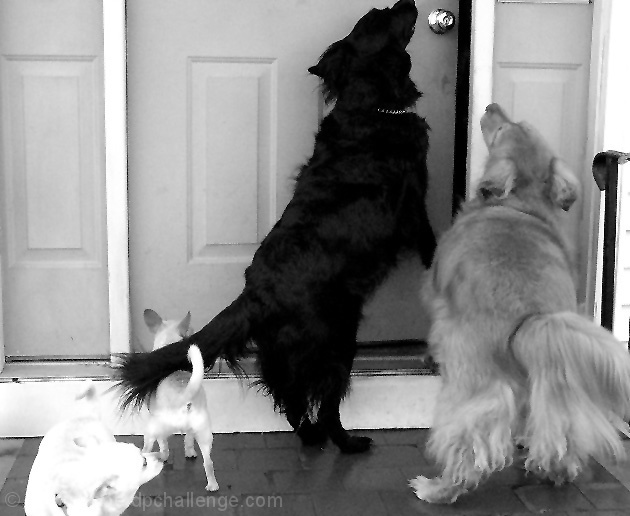 Please let us in, it is cold & wet out here!!!