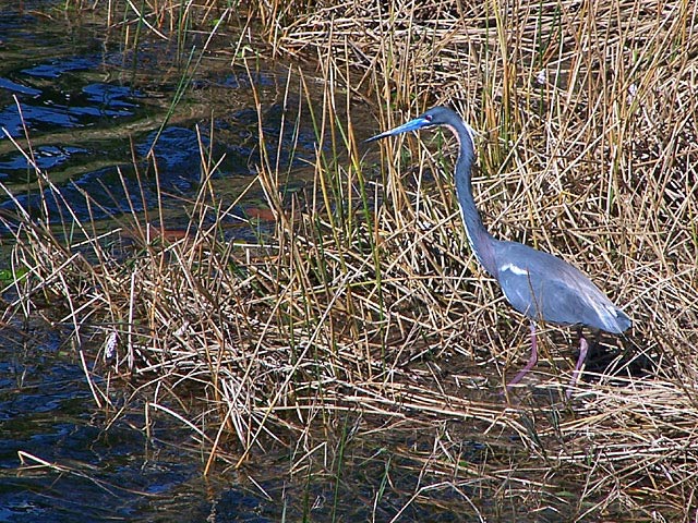 Habitat