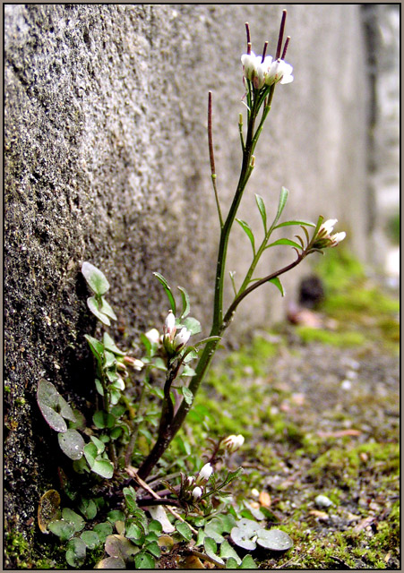Pavement flower  ---  strength to survive