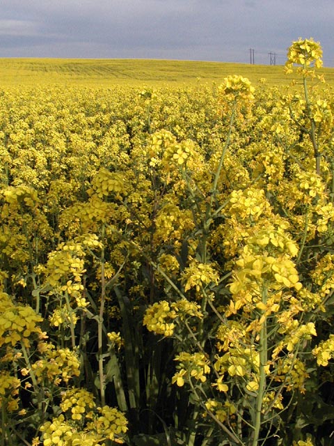 Pollen - Strength in numbers