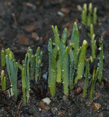 Spring Strength