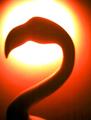Sunny Swan