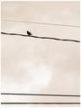 Solitary Singer
