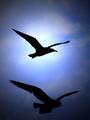 In Flight