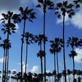 Dr. Seuss Trees