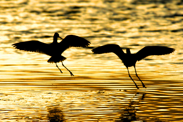 Mating Dance?