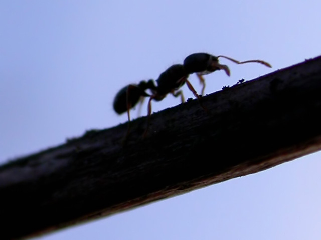 Ant Silhouette