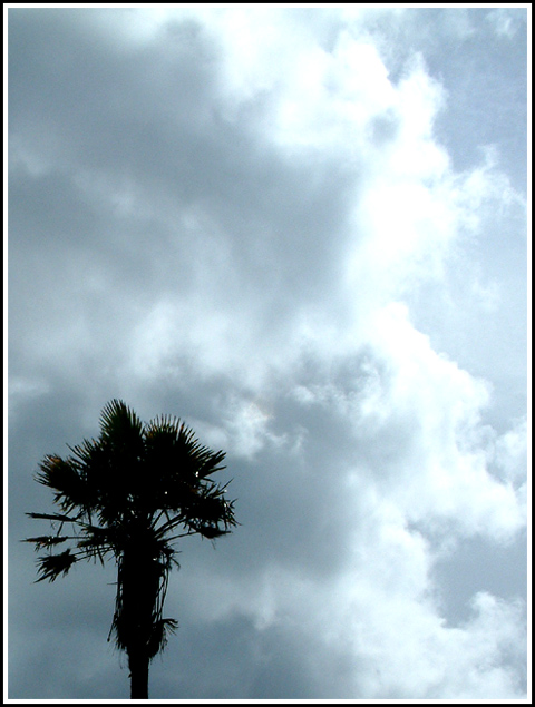 Stormy Palm