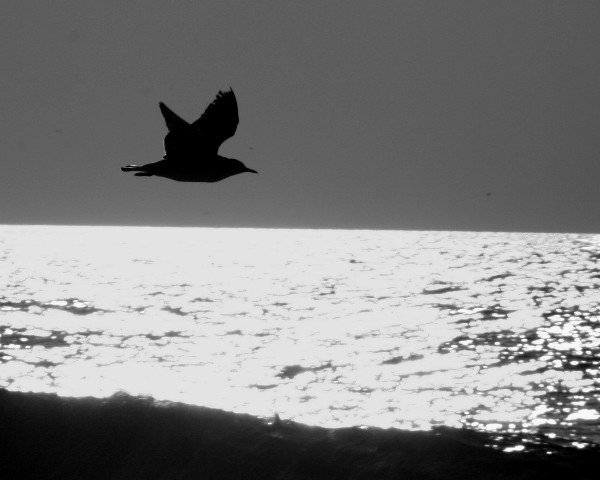 Gull in Flight