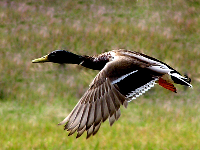 Return for Nesting