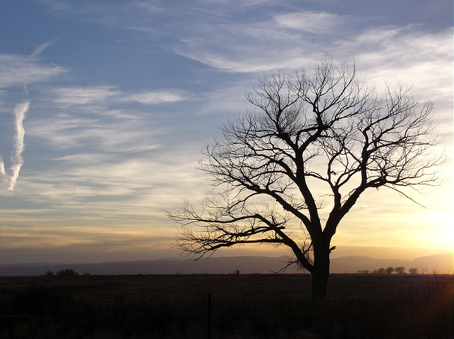 Cottonwood Tree