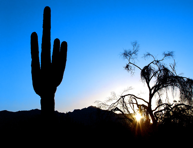 Desert Sunrise