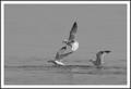 Lucky Seagull Unlucky Fish