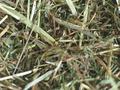 Serendipity: to search for a needle in a haystack