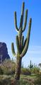 Photographer Discovery: The Leaning Cactus of Pinal!
