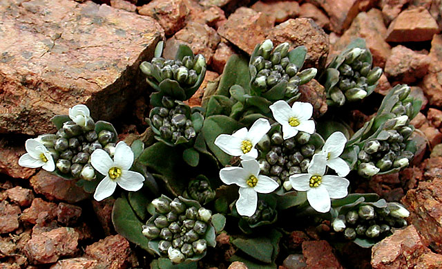 Blooming at 10,000+ ft.!