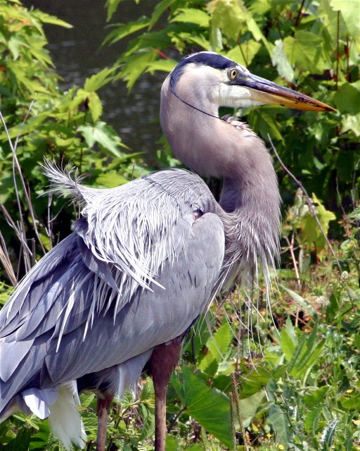 Unexpected Tailwind Ruffles Feathers